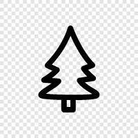 needles, cones, bark, tree icon svg