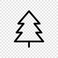 needles, cones, tree, forests icon svg