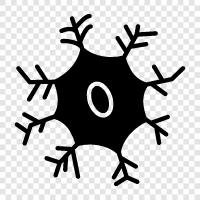 Neuronenaktivität, Neuronenfunktion, Neuronenmorphologie, Neuronenphysiologie symbol