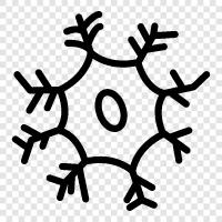 Neuronenfunktion, Neuronenanatomie, Neuronenerkrankungen, Neuronenentlastung symbol