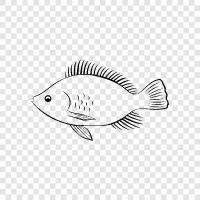 Nile tilapia, Nile tilapia farming icon svg