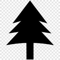 oak, fir, pine, cedar icon svg