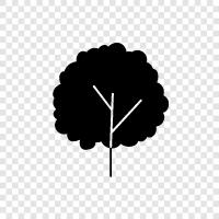 Oak, Ficus, Sycamore, Maple icon svg