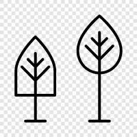 oak, maple, beech, birch icon svg