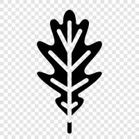 oak leaves, oak tree, oak leaves for sale, oak tree for sale icon svg