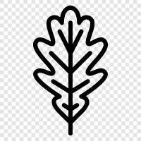 oak leaves, oak tree, oak leaves for wine, oak barrel icon svg