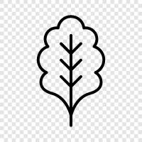 Eiche, Blätter, Baum, Wald symbol