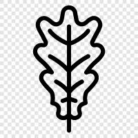 Eiche, Blätter, Baum, Wald symbol