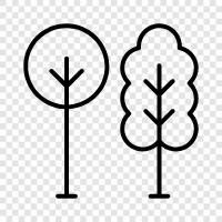 oak, maple, birch, fir icon svg