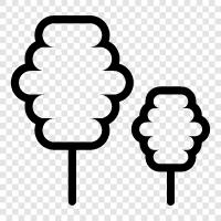 oaks, maples, beeches, birchs icon svg