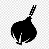 onion cultivation, onion plant, onion seeds, onion varieties icon svg