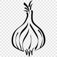onion skin, onion bulb, onion seed, onion root icon svg