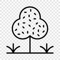 ornamental tree, bonsai, evergreen, conifer icon svg