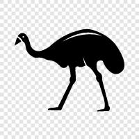 ostrich, Australasian, rhea, emu egg icon svg