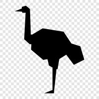 ostriches, flight, ecology, bird icon svg