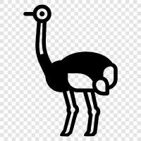 ostriches, flight, African, farming icon svg