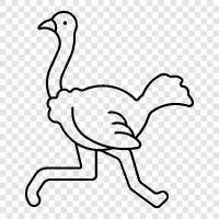 ostriches, huge, flightless, African icon svg