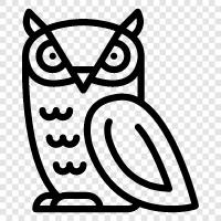 baykuş gözleri, owl tüyleri, owl yuvası, owl habitatı ikon svg