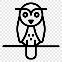 owl eyes, owl behavior, owl habitat, owl diet icon svg