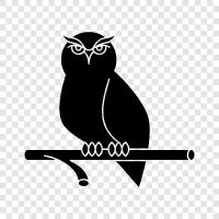 baykuş gözleri, owl avcılığı, owl peletleri, owl gıda ikon svg