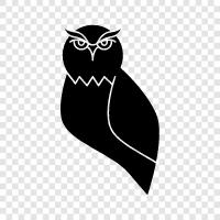 owl eyes, owl feathers, owl facial features, owl habitats icon svg