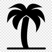 palm, trees, tropical, green icon svg