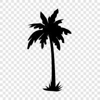 Palm, Palmyra, Plant, Palm Tree Plant icon svg