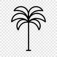 Palm, Palm Tree Plant, Palm Tree for Sale, Palm Tree for Home icon svg