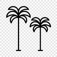 palm, fronds, leaves, ecology icon svg