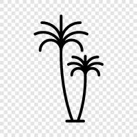 palm, fronds, leaves, growth icon svg