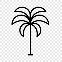 Palm, Trees, Floral, Tropical icon svg