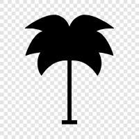 Palm, Ficus, Baum, Palm Tree Ficus symbol