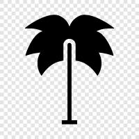 Palm, Baum, Fikus, Pflanze symbol