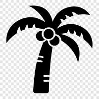 Palm, Tree, Palm Tree icon svg