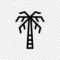 Palm Leaves, Palm Tree Branch, Palm Tree Foliage, Palm Tree icon svg