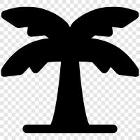 Palm, Palm Tree Seeds, Palm Trees, Palm Tree Fruits icon svg