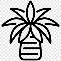 Palm Tree Plant, Palm Tree Plant Care, Palm Tree Plant Pictures, Palm icon svg