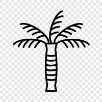 Palm, Tree, Palmaceae, Plant icon svg