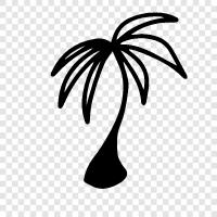 Palm, Tree, Florida, Florida Palm ikon svg