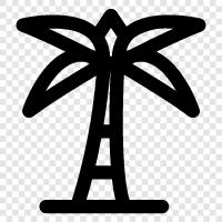 Palm Trees, Palm Tree Blooms, Palm Tree Seeds, Palm Tree icon svg