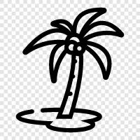 Palm, Tree, Palm Tree Nursery, Palm Tree Seeds icon svg