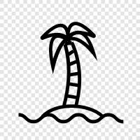 Palm, Palm Tree Plant, Palm Tree Care, Palm Tree Planting icon svg