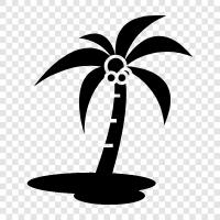 Palm, Tropical, Palm Tree Plant, Palm Tree Foliage icon svg