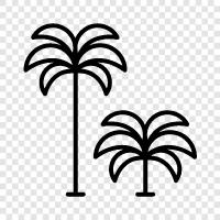 palms, tropical, green, leaves icon svg