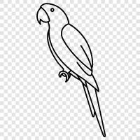 parrots, birds, cockatoo, Amazon icon svg