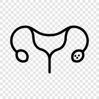 PCOS, syndrome, ovarian, hormone icon svg