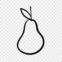 pear tree, pear fruit, pear variety, pear cultivation icon svg