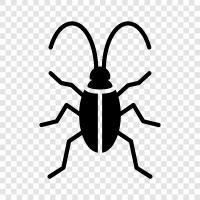 pest, insect, roach, bug icon svg