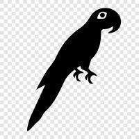 pet, bird, parrot, aviary icon svg