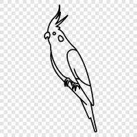 pet, parrot, cockatiel owners, care icon svg